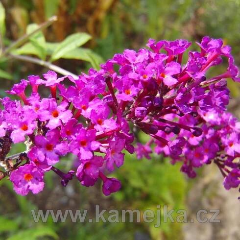 BUDDLEIA DAVIDII – Komule Davidova