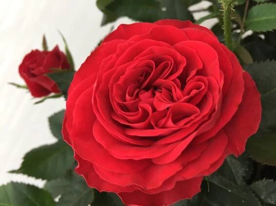 A new King is born – Roses Forever