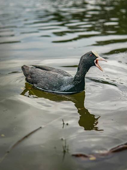 bezplatná Lyska obecná plave a zpívá v klidném prostředí rybníka. Základová fotografie