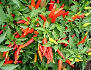 Jak pěstovat feferonky? Pěstování chilli papriček.