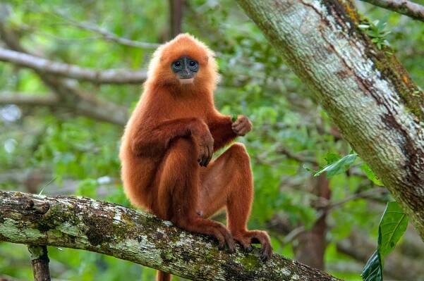 Maroon-langur-danum-valley-borneo