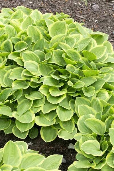 Hosta - Golden Tiara