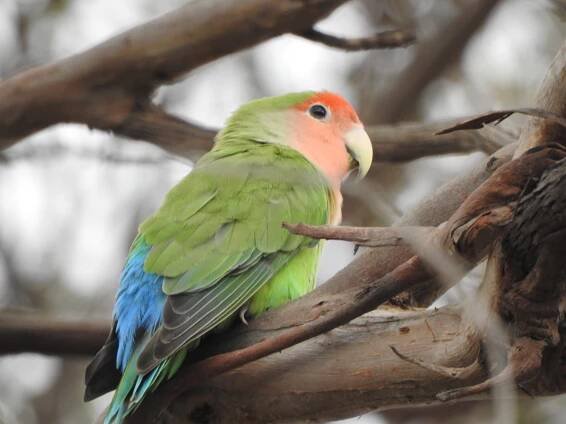 Aviaries Archives - Trevor's Birding - Trevor's Birding