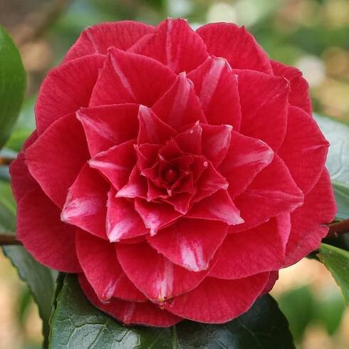 Camellia jap. 'Princess Bachiocchi' *
