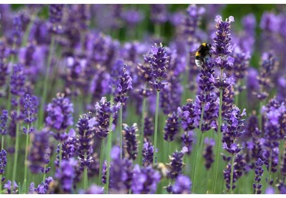 Levandule "Hidcote Blue" průměr květináče cca 14 cm Lavandula