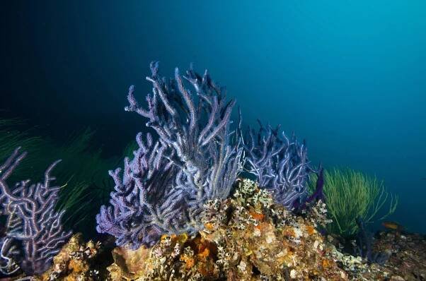 Oman-purple-coral-shutterstock_326098109 - Copy