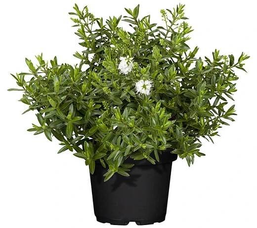 Hebe Hebe andersonii; 60 cm