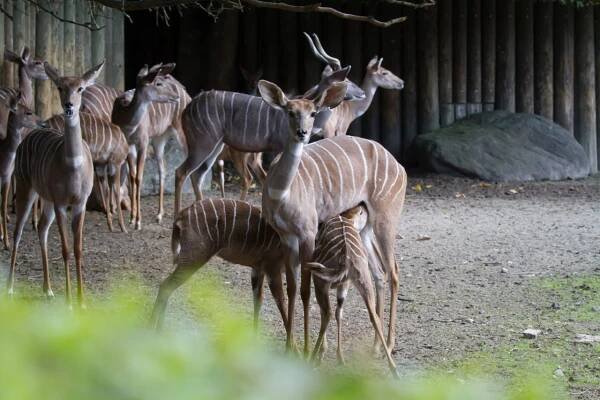 Největší chované stádo kudu malých na světě! Elegantní sudokopytníky uvidíte ve dvorském safari | Hradec Králové