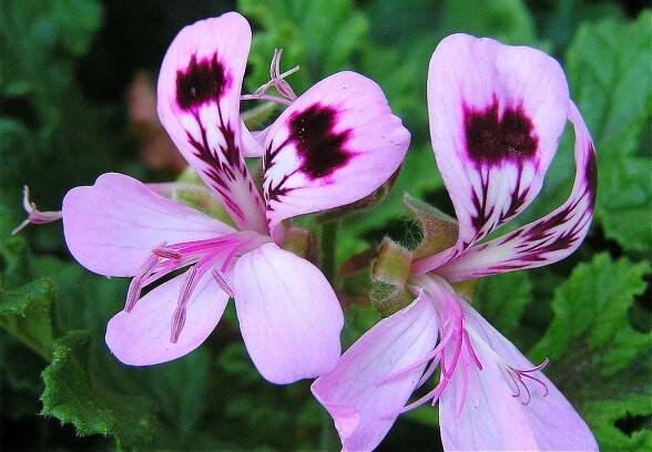 Vonné pelargonie rozmanitých vůní od citronové až po cedrovou