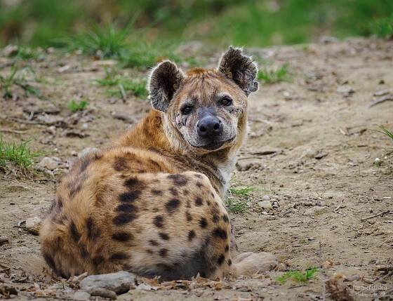 FOCENÍ ZVÍŘAT V ZOO ZLÍN - Foto Cesty