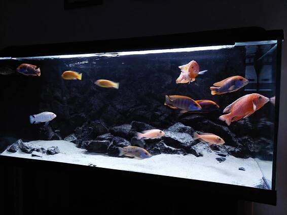 Akvárium Malawi 300l