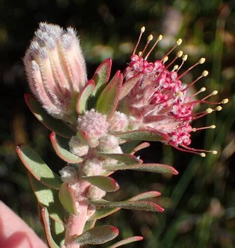 Leucospermum royenifolium