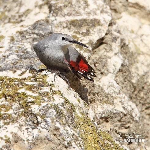 Zedníček skalní | Naturfoto.cz