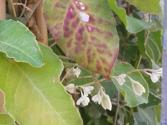 Fallopia aubertii 'Summer Sunshine'