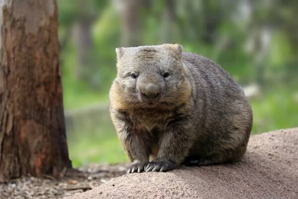 Beware a wombat’s bottom – it can be deadly