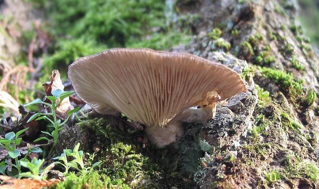 Shiitake: Houževnatec je jedlá houba s léčivými účinky