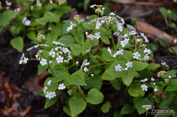 Brunnera macrophylla 'Betty Bowring' | Perennicullum