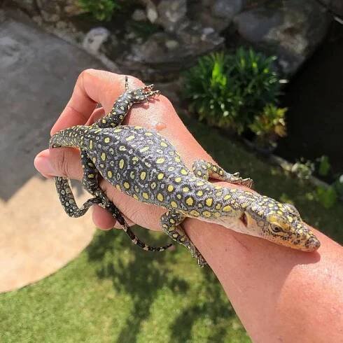 Native Exotics Europe – Specialized in Exotic Reptiles