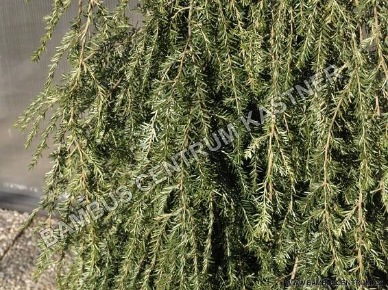 Tsuga canadensis Pendula