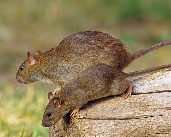 Mexican woodrat (Neotoma mexicana)