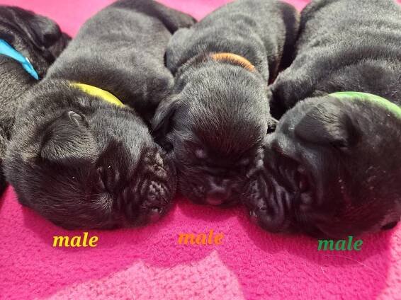Ruby’s pups at one week old - Abundant Life Ranch