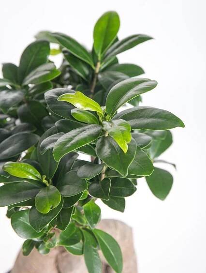 Fíkus, Ficus microcarpa, bonsaj, květináč 18-19 cm, skladem | ZAZUMi.cz