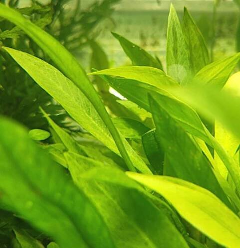 Echinodorus latifolius - Šípatkovec širokolistý