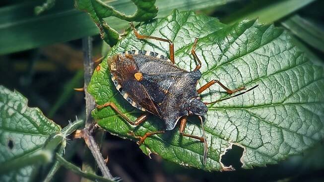 Kněžice rudonohá (Pentatoma rufipes)