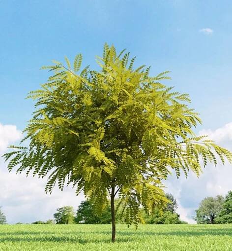 Akát bílý ́FRISIA ́ na kmínku 120 cm, kont. 10 l