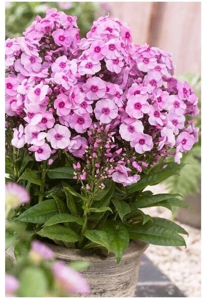 Phlox paniculata FONDANT FANCY