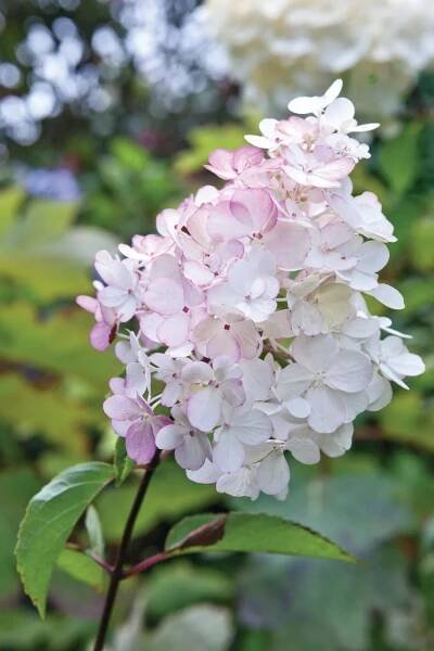 Hydrangea paniculata Vanille Fraise (= ‘renhy’)