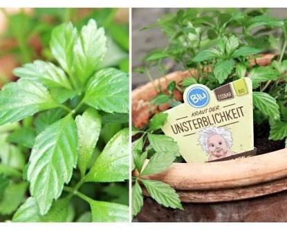 Blu Bio gynostema pětilistá průměr květináče cca 12 cm nakoupit u OBI