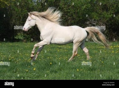 Horse connemara pony stallion hi-res stock photography and images - Alamy