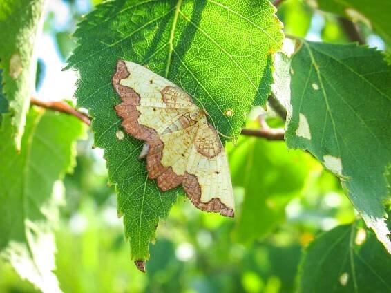 Dark Bordered Beauty