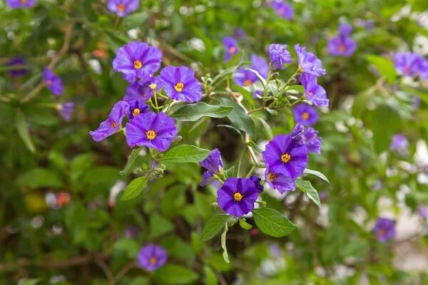 lycianthes rantonnetii royal robe