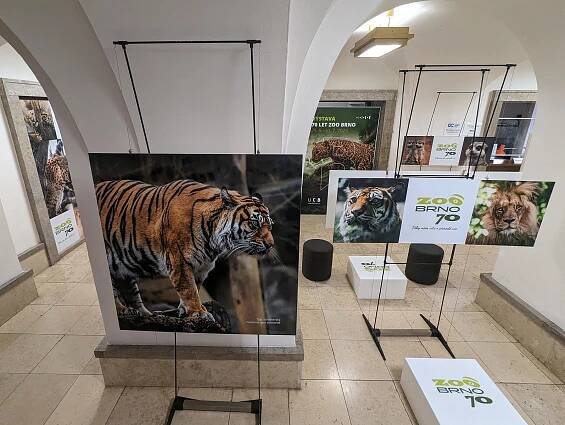 Medvědice Cora i smějící se vlk. Brněnská zoo slaví sedmdesátiny výstavou