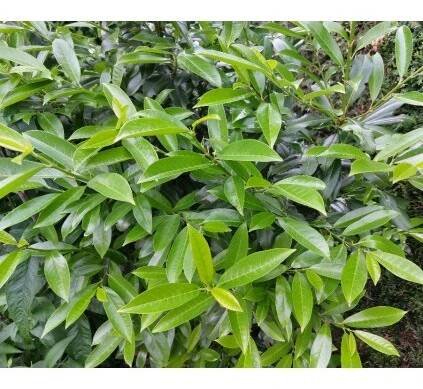 Prunus laurocerasus