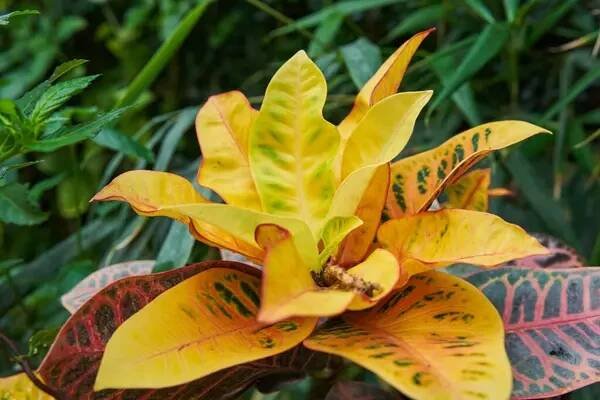 Zahrada Croton (Codiaeum variegatum) s pestrobarevnými listy v tropickém prostředí — Stock obrázek
