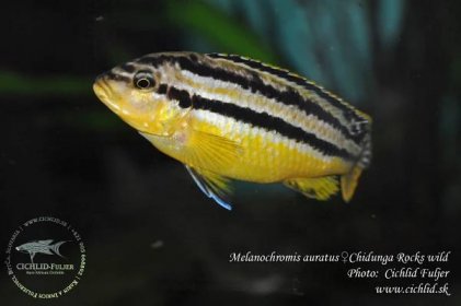 Melanochromis-auratus-Chidunga-Rocks-(15)