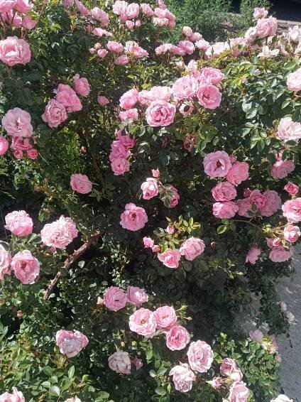 mygarden on Tumblr