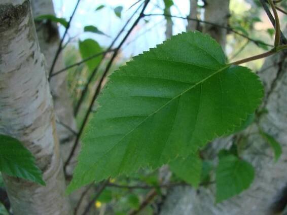Betula utilis subsp. jacquemontii