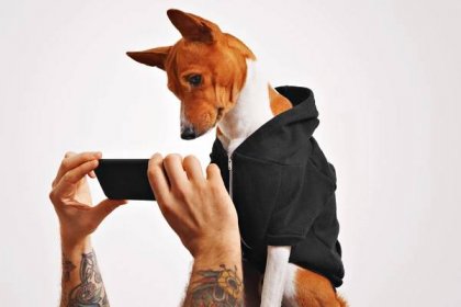 Roztomilý pejsek v neformálním streetwear oblečení zvědavě hodinky video o černý smartphone v držení muže s Tetovaný zbraně na bílém pozadí — Stock obrázek