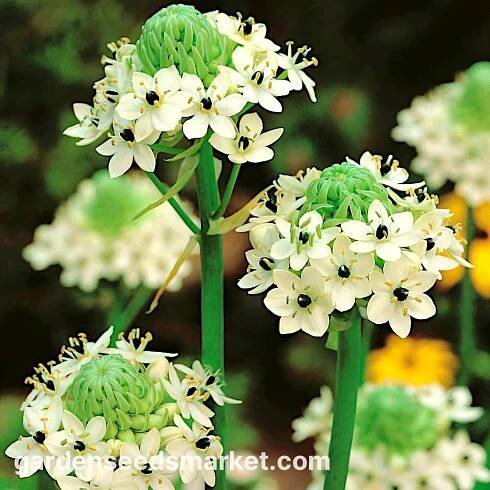 Ornithogalum saundersiae - cibule / hlíza / kořen
