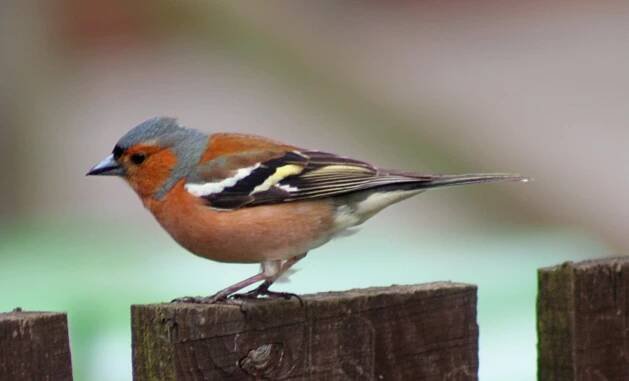 Soubor:Male Chaffinch.jpg