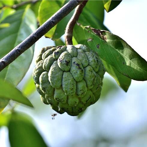 Tropická annona ve vašem obýváku :: Pěstík