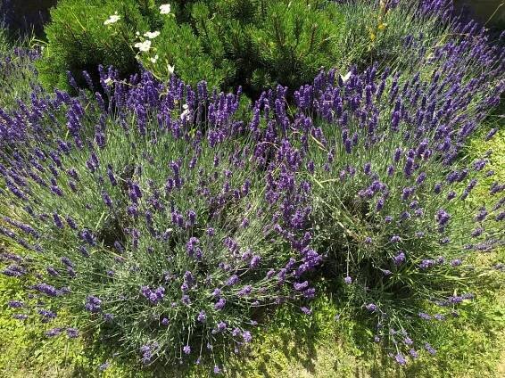 Levandulová farma Tupesy - BIO-ECO