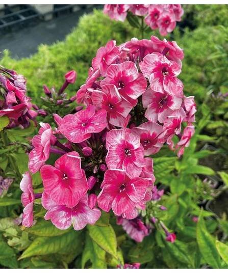 Phlox paniculata BRILLIANT EYES - plamenka latnatá, flox - Lukon Glads s.r.o.