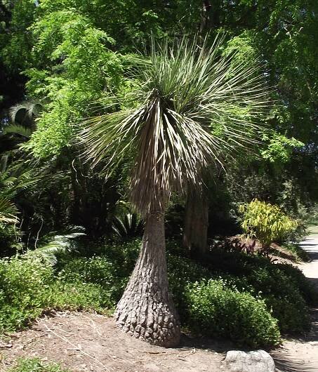 Soubor:Nolina stricta.jpg