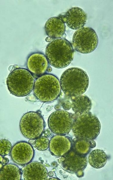 Algae has several benefits when used in moisturisers and serums