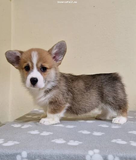 Welsh Corgi Pembroke štěňata